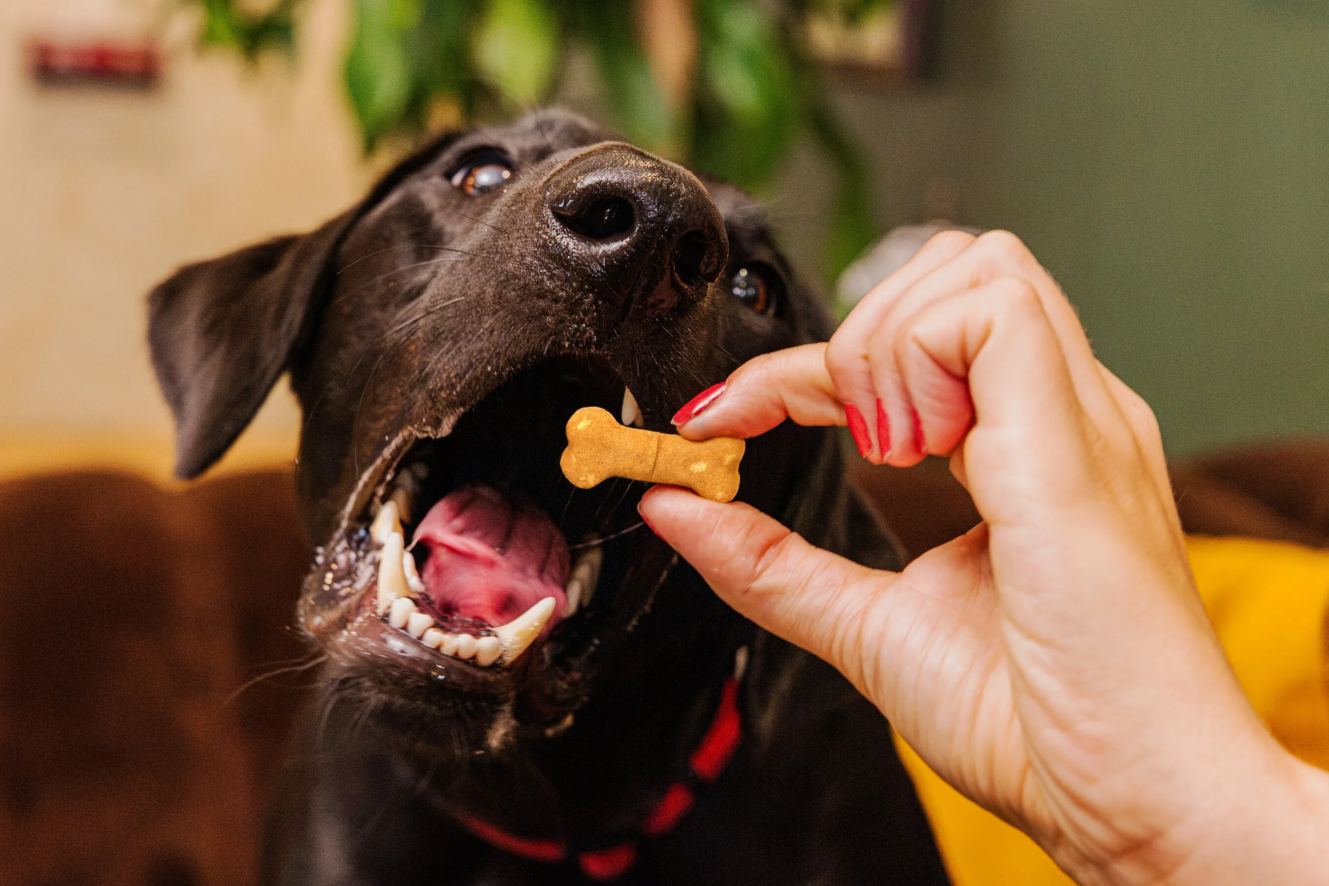 A hand holding a bone-shaped biscuit for an open-mouthed black dog.