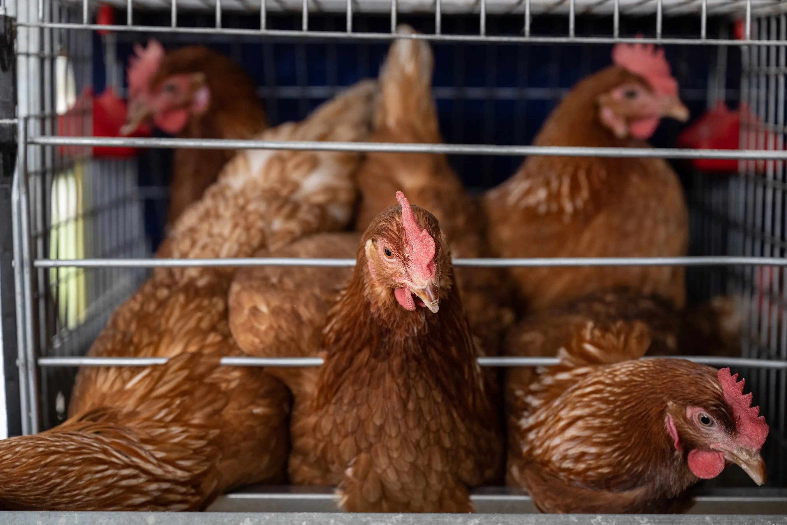 Brown hens crowded inside a wire cage